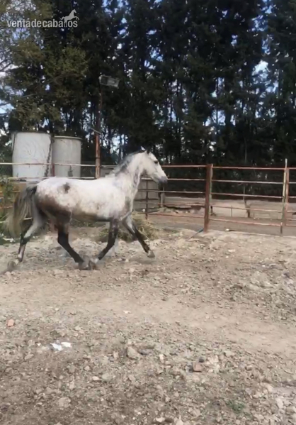 Se vende caballo in 