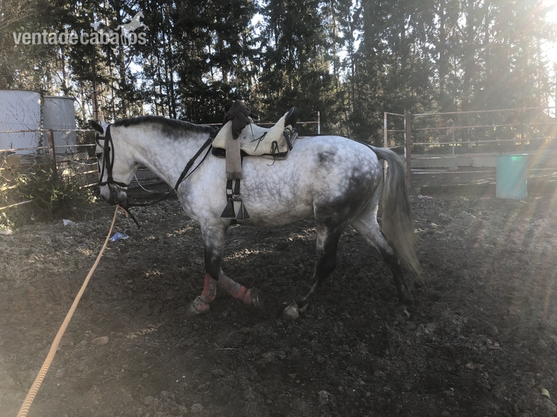 Caballos Capados Cruzado - Se vende caballo