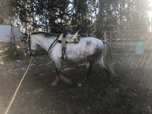 Se vende caballo