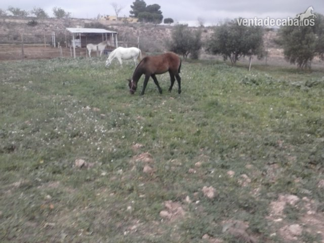 potro de calidad in 