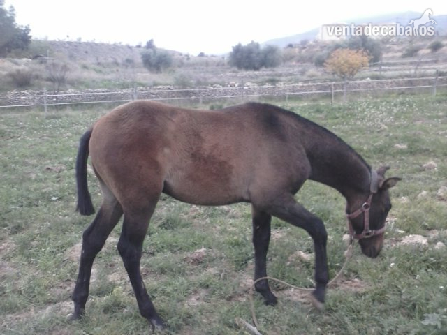 Andaluz
