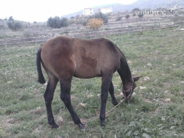 Andaluz {TYPE}
