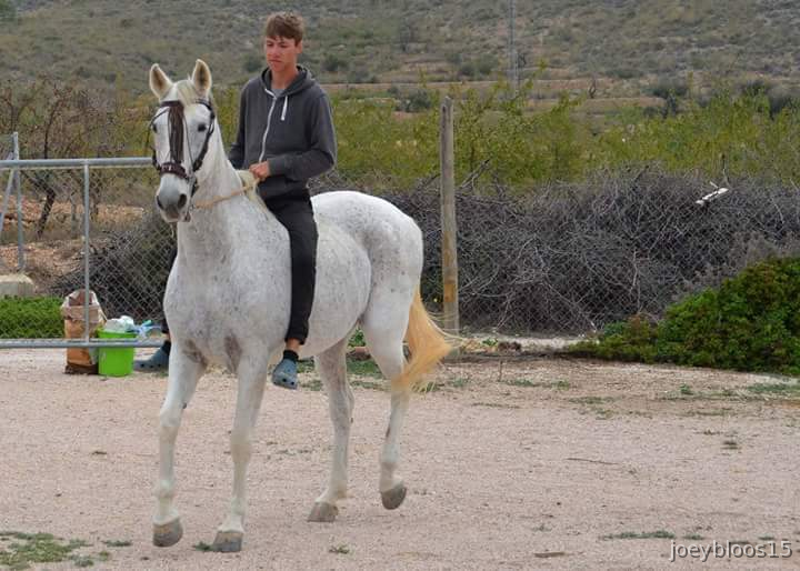 Yegua de mezcla española in 