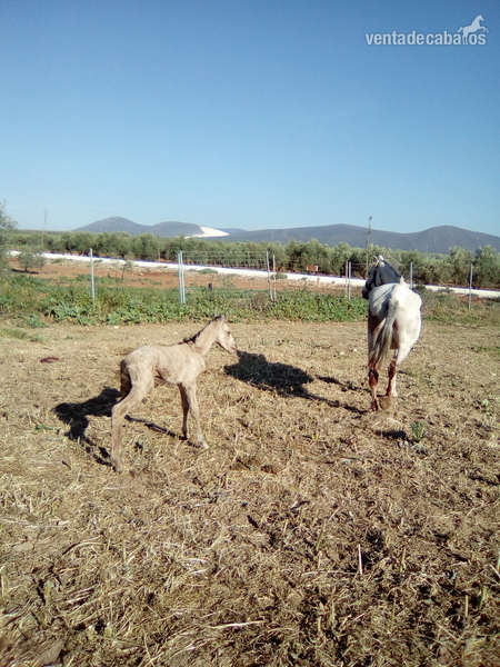 Venta de ganadería de pre in 