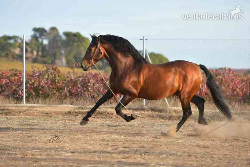 Caballos Pura Raza Española (P.R.E.) Pura Raza Española - VENTA DE SEMEN DE GENTIL XXII (PRE)