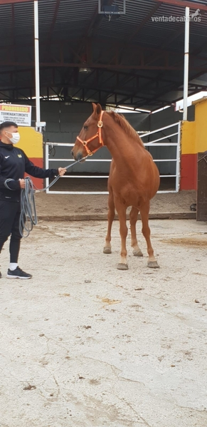 Caballos Capados Cruzado español - Se Alquila Caballo en Pupilaje 
