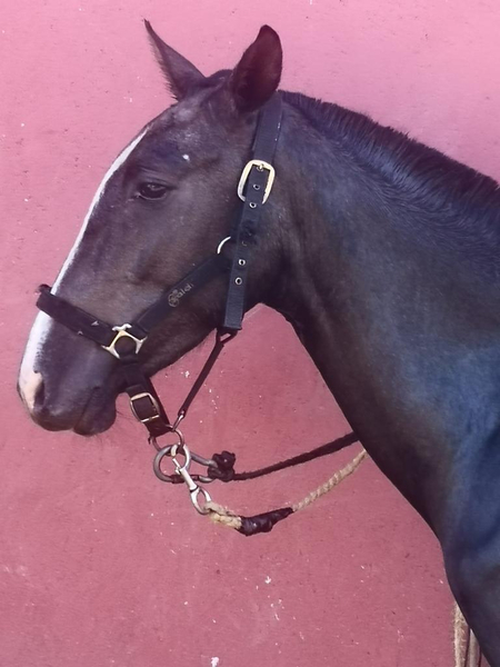 Venta Potro Lusitano in 