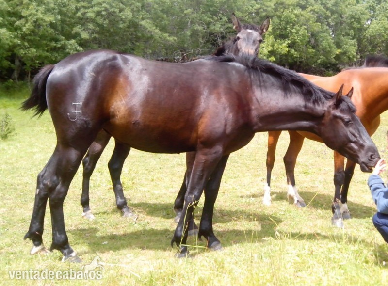 Caballos Pura Raza Española (P.R.E.) Pura Raza Española - potra pre negra
