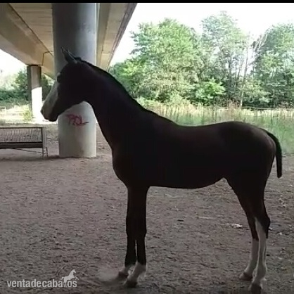 Potro kwpn de 1 año  in 