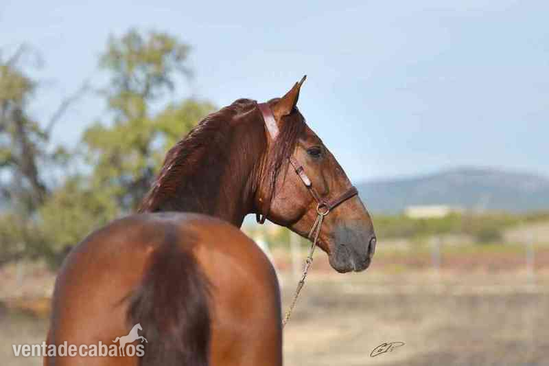 Caballos Pura Raza Española (P.R.E.) Pura Raza Española - VENTA DE SEMEN DE CAPRICHOSO MANGO (PRE)