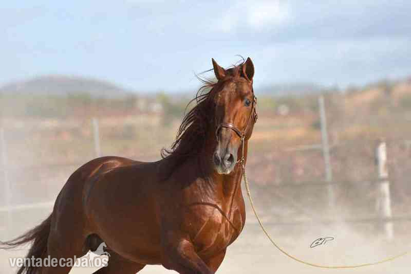 VENTA DE SEMEN DE CAPRICHOSO MANGO (PRE) - Caballos Pura Raza Española (P.R.E.) Pura Raza Española