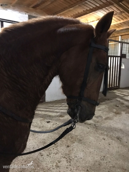 Se Alquila Caballo en Pupilaje  in 