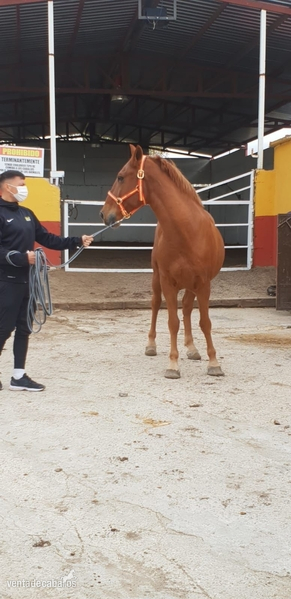 Caballos Capados Cruzado español - Se Alquila Caballo en Pupilaje 