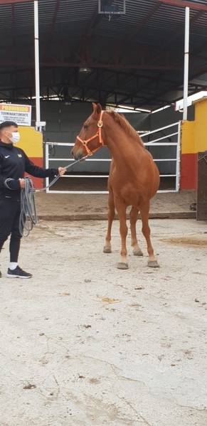 Caballos Capados Cruzado español - Se Alquila Caballo en Pupilaje 