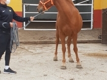 Se Alquila Caballo en Pupilaje 