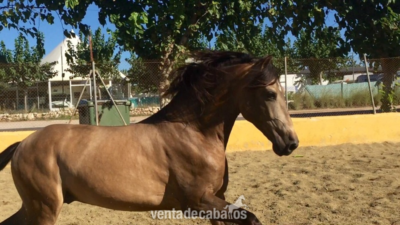 Caballo pre bayo in 