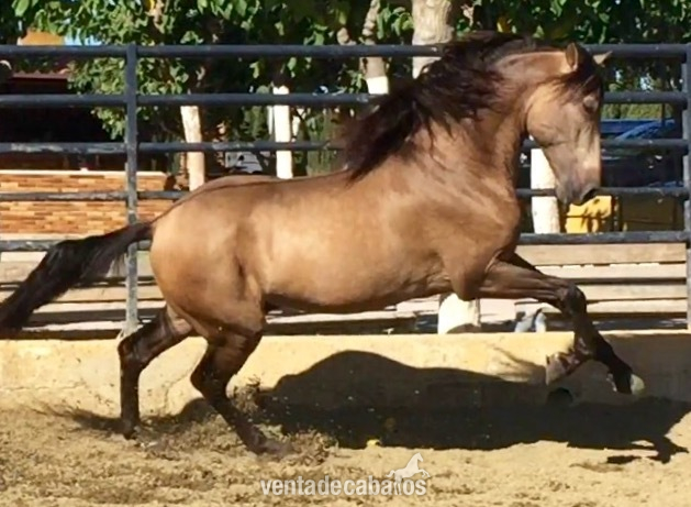 Caballos Pura Raza Española (P.R.E.) Pura Raza Española - Caballo pre bayo