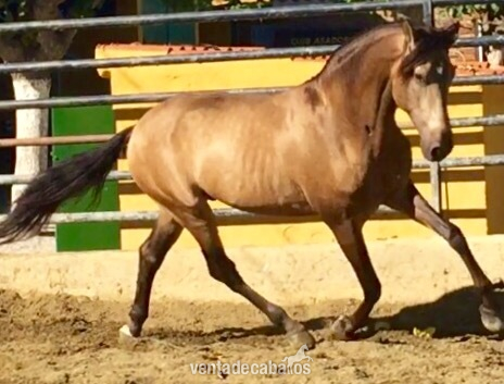 Caballo pre bayo - Caballos Pura Raza Española (P.R.E.) Pura Raza Española