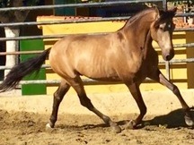 Caballo pre bayo