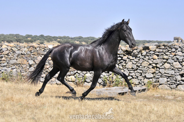 Venta potro 2 años pura raza española in 