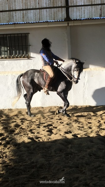 SE VENDE CABALLO PRE  in 