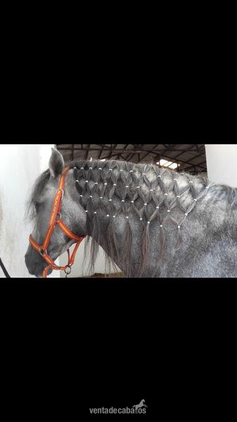 Caballos Pura Raza Española (P.R.E.) Pura Raza Española - SE VENDE CABALLO PRE 