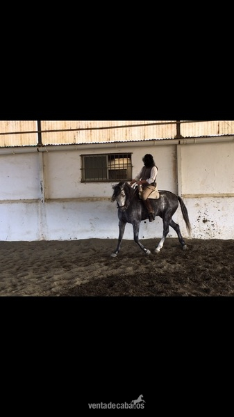 SE VENDE CABALLO PRE  - Caballos Pura Raza Española (P.R.E.) Pura Raza Española