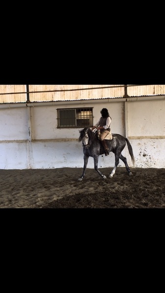 SE VENDE CABALLO PRE  - Caballos Pura Raza Española (P.R.E.) Pura Raza Española