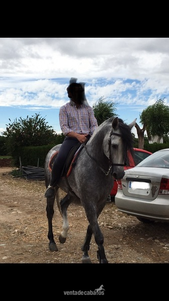 SE VENDE CABALLO PRE  - Pura Raza Española