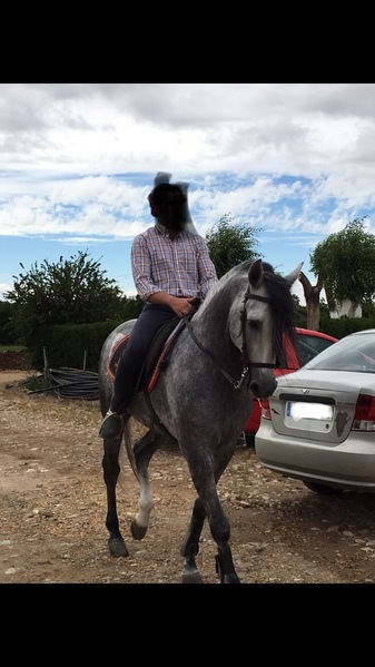 SE VENDE CABALLO PRE  - Pura Raza Española