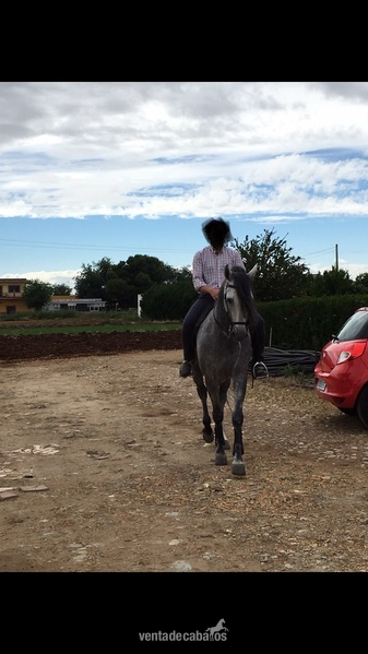 SE VENDE CABALLO PRE  - Caballos Pura Raza Española (P.R.E.)