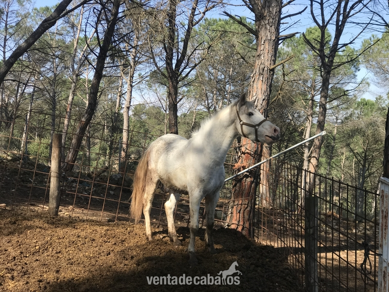 Se vende potro de 4 años  in 