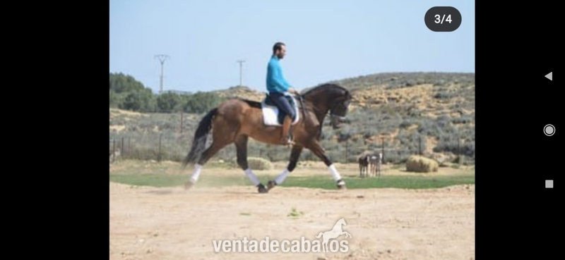 Yegua PRE 6 años in 
