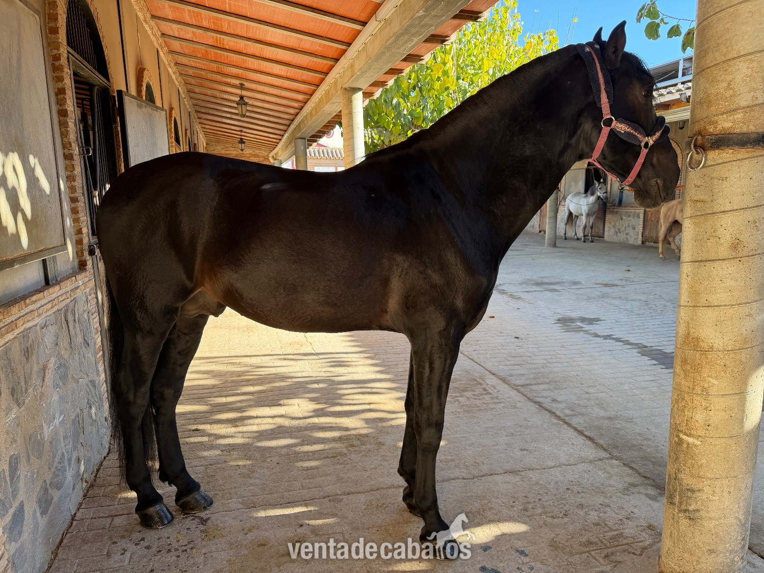 POTRO NEGRO PRE 5 años  in 