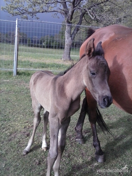 arabes negros en venta in 