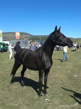 Yeguas Arabe - arabes negros en venta