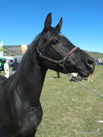 arabes negros en venta - Yeguas Arabe