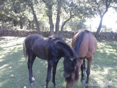 arabes negros en venta - Yeguas