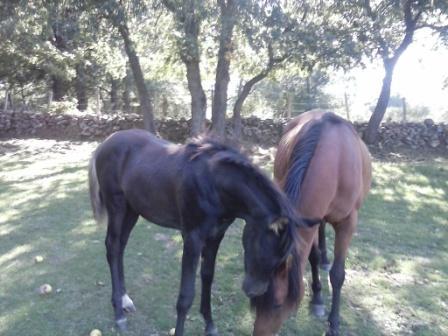 arabes negros en venta - Yeguas