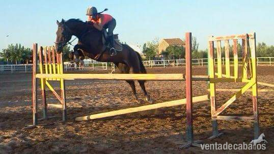 Yegua de salto 1.20 in 