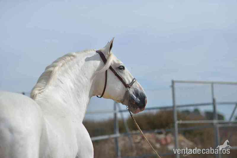 VENTA DE SEMEN DE ALTANERO ANG (PRE) in 