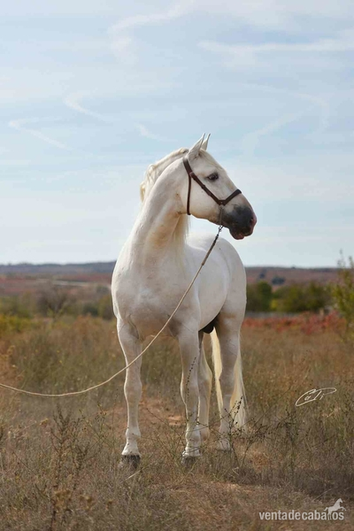 Caballos Pura Raza Española (P.R.E.) Pura Raza Española - VENTA DE SEMEN DE ALTANERO ANG (PRE)