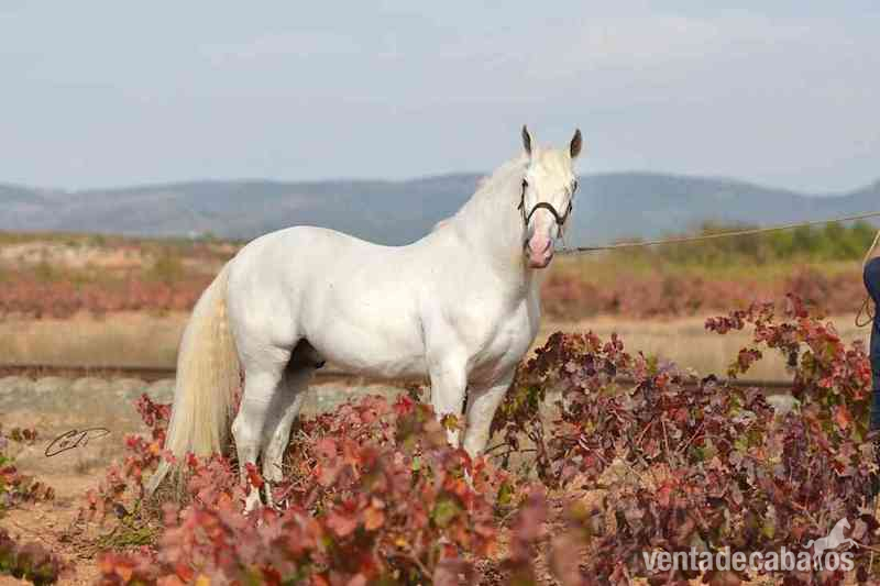 VENTA DE SEMEN DE ALTANERO ANG (PRE) - Caballos Pura Raza Española (P.R.E.) Pura Raza Española