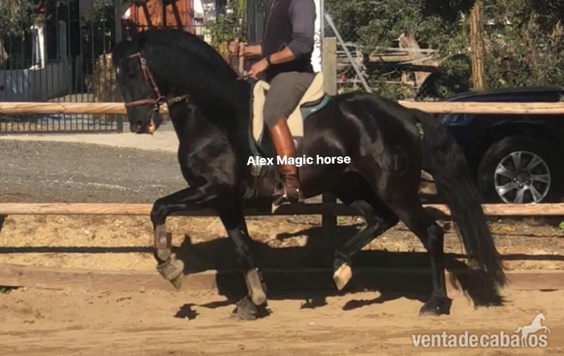 Caballos Pura Raza Española (P.R.E.) Pura Raza Española - PRE domado alta escuela 