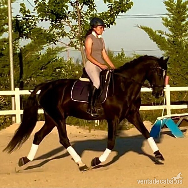 Caballo doma y salto in 