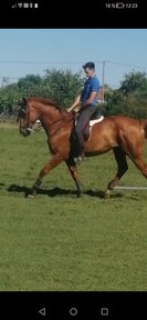 Vinicius 7 años 167 alazan para doma