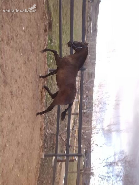 Potra de tres años negra in 