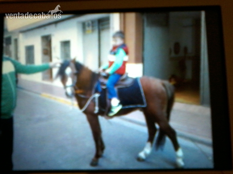 caballito poni welhs in 