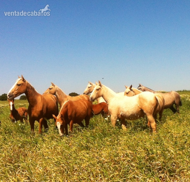Caballos Pura Raza Española (P.R.E.) Pura Raza Española - Se venden caballos yeguas y potros Pre 
