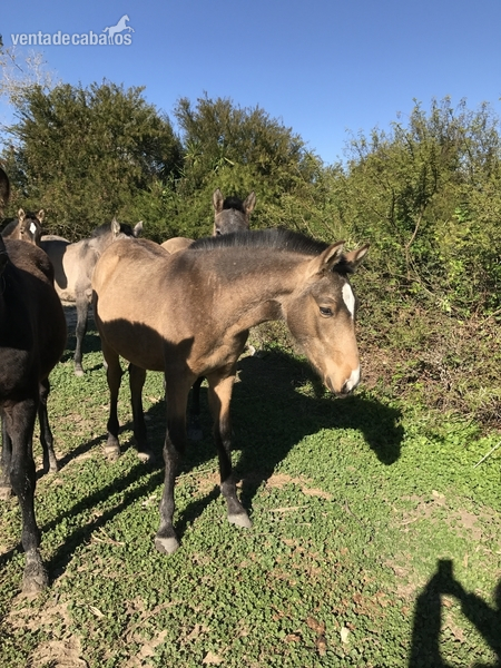 Se venden caballos yeguas y potros Pre  - Caballos Pura Raza Española (P.R.E.) Pura Raza Española